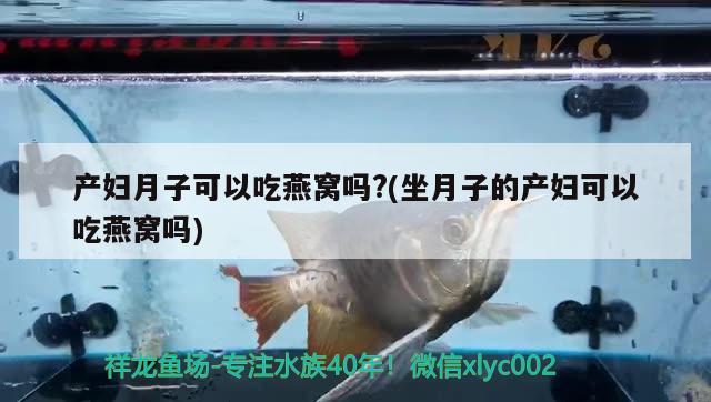 产妇月子可以吃燕窝吗?(坐月子的产妇可以吃燕窝吗) 马来西亚燕窝