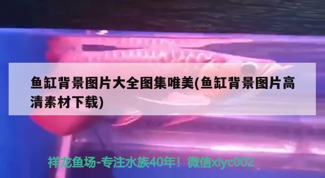 北京龙鱼价格走势分析：北京哪里卖龙鱼便宜 广州水族批发市场 第1张