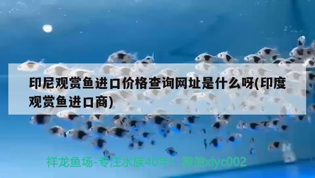 印尼观赏鱼进口价格查询网址是什么呀(印度观赏鱼进口商) 观赏鱼进出口 第1张