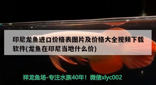 印尼龙鱼进口价格表图片及价格大全视频下载软件(龙鱼在印尼当地什么价)