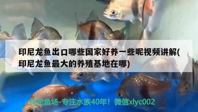 张北县小飞水族花卉店 全国水族馆企业名录 第1张