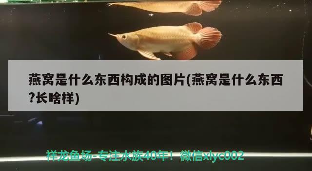 燕窝是什么东西构成的图片(燕窝是什么东西?长啥样)