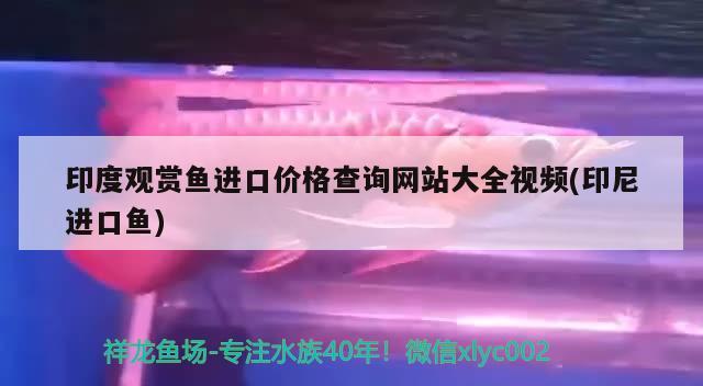 印度观赏鱼进口价格查询网站大全视频(印尼进口鱼)