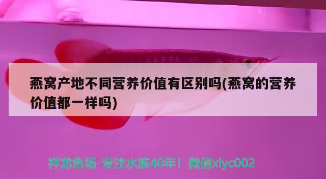 燕窝产地不同营养价值有区别吗(燕窝的营养价值都一样吗) 马来西亚燕窝