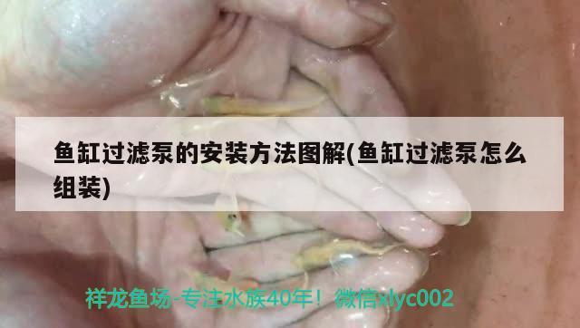 鱼缸过滤泵的安装方法图解(鱼缸过滤泵怎么组装) 印尼三纹虎