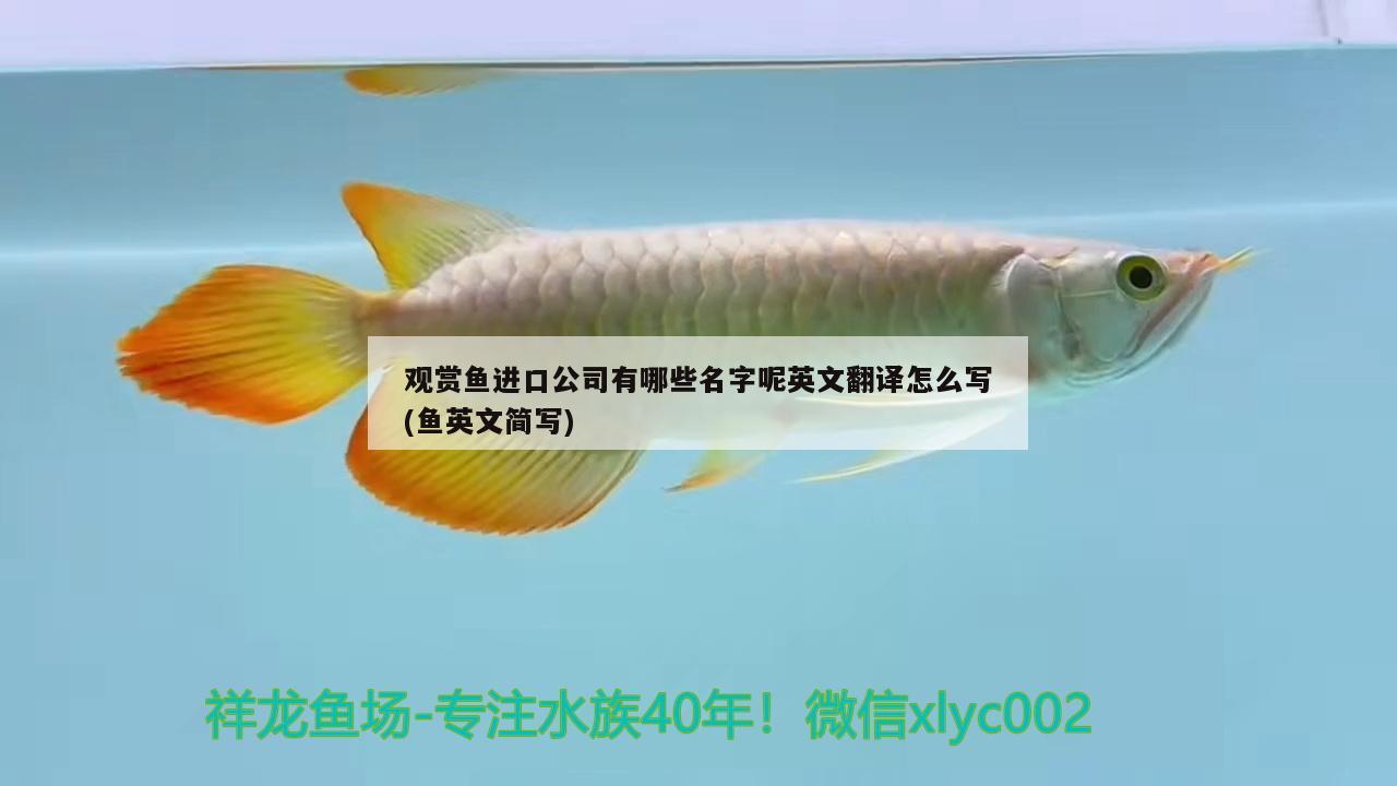 观赏鱼进口公司有哪些名字呢英文翻译怎么写(鱼英文简写) 观赏鱼进出口