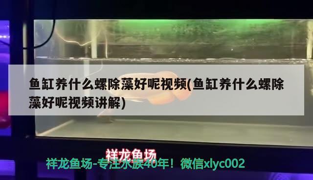 鱼缸养什么螺除藻好呢视频(鱼缸养什么螺除藻好呢视频讲解) 福虎/异型虎鱼/纯色虎鱼