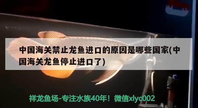 中国海关禁止龙鱼进口的原因是哪些国家(中国海关龙鱼停止进口了) 观赏鱼进出口