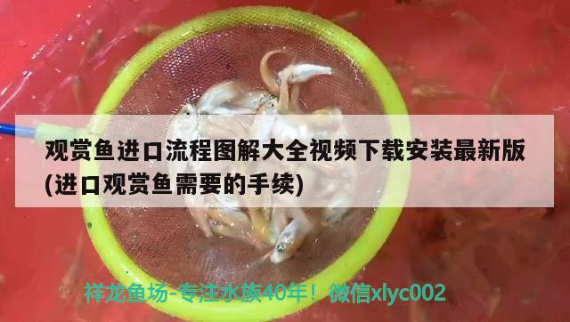 金华水族馆啥时候才能长大呀 黄金斑马鱼 第2张