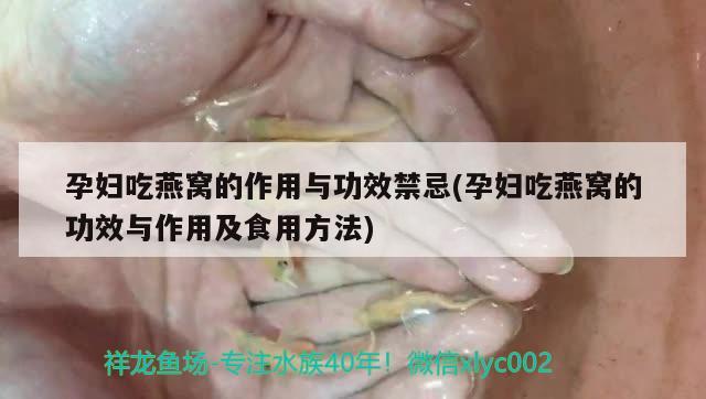 银龙鱼喜欢光吗，银龙鱼喜欢什么光，银龙鱼喜欢光吗和银龙鱼喜欢什么光