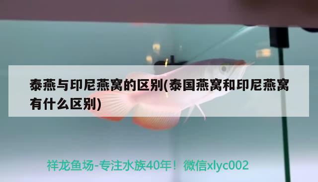 泰燕与印尼燕窝的区别(泰国燕窝和印尼燕窝有什么区别) 马来西亚燕窝