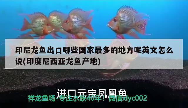 印尼龙鱼出口哪些国家最多的地方呢英文怎么说(印度尼西亚龙鱼产地) 观赏鱼进出口