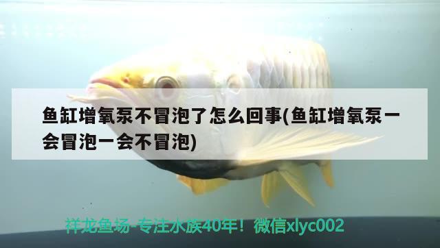 鱼缸增氧泵不冒泡了怎么回事(鱼缸增氧泵一会冒泡一会不冒泡) 水族杂谈