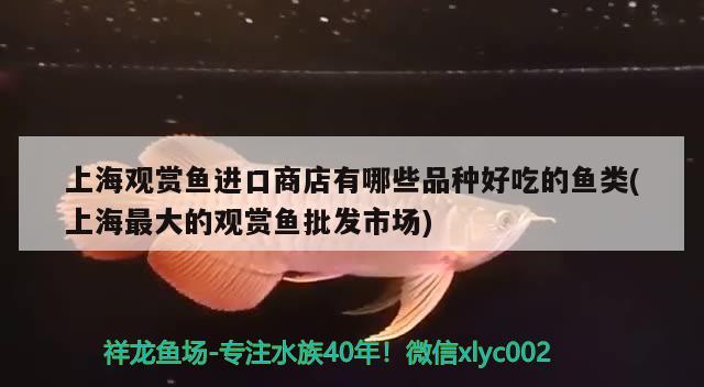 上海观赏鱼进口商店有哪些品种好吃的鱼类(上海最大的观赏鱼批发市场)