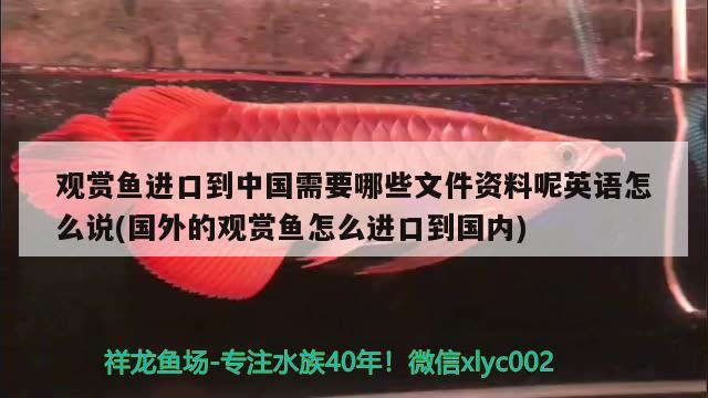 印尼龙鱼进口价格走势分析最新消息图表大全视频(印尼金龙鱼批发市场)