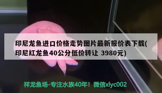 印尼龙鱼进口价格走势图片最新报价表下载(印尼红龙鱼40公分低价转让3980元) 印尼红龙鱼