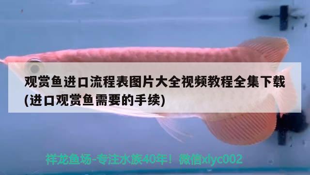 丽丽鱼喜欢在哪个水层活动：有人知道草缸适合养什么鱼吗 观赏鱼 第1张