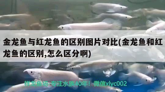 地图鱼蒙眼病防治方法 非洲象鼻鱼 第2张