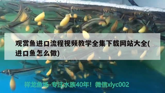 观赏鱼进口流程视频教学全集下载网站大全(进口鱼怎么做)