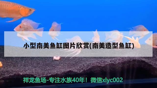 小型南美鱼缸图片欣赏(南美造型鱼缸) 七彩神仙鱼