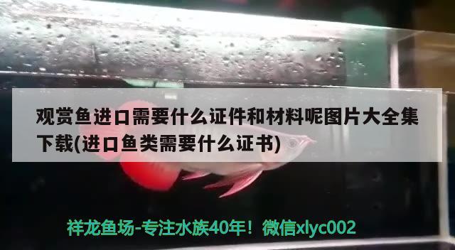 燕窝如何泡发最好的方法(请问燕窝怎么泡发) 马来西亚燕窝