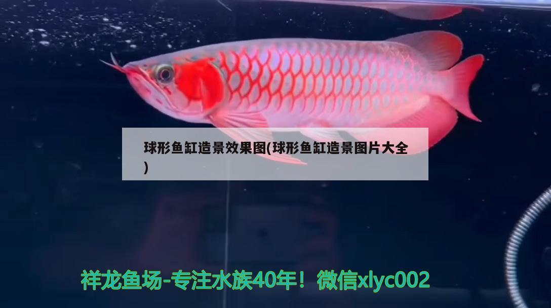 叉尾斗鱼有毒吗能吃吗：叉尾斗鱼有毒吗能吃吗