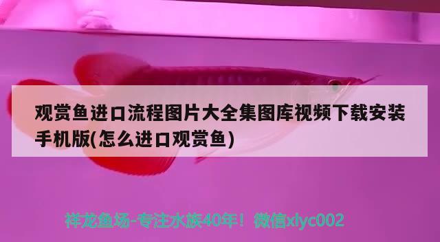 银龙鱼苗养到20厘米要多久能长大呀（银龙鱼苗养到20厘米要多久能长大呀）