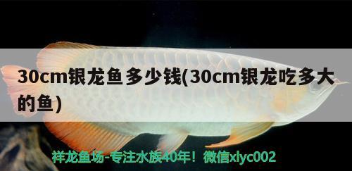 30cm银龙鱼多少钱(30cm银龙吃多大的鱼) 银龙鱼