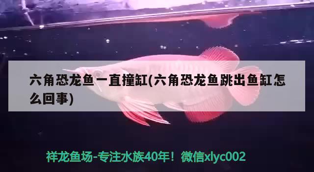 六角恐龙鱼一直撞缸(六角恐龙鱼跳出鱼缸怎么回事) 黄金鸭嘴鱼