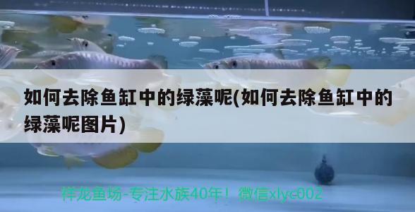 阳江水族箱怎么用滤材？，阳江水族器材怎么用？ 鱼缸/水族箱 第2张