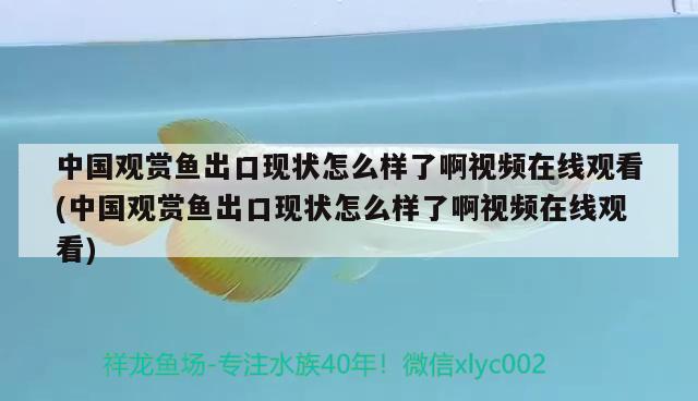 中国观赏鱼出口现状怎么样了啊视频在线观看(中国观赏鱼出口现状怎么样了啊视频在线观看)