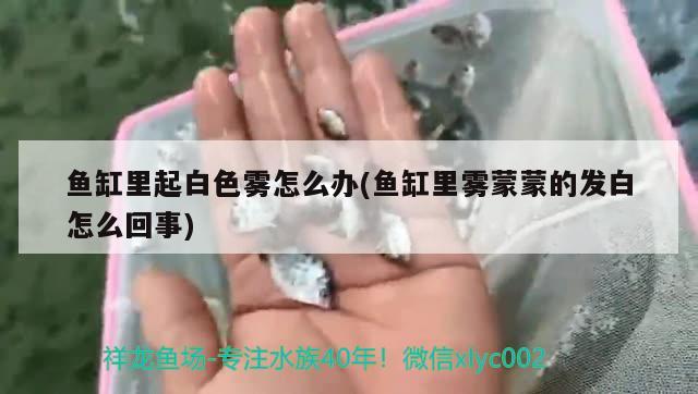 鱼缸里起白色雾怎么办(鱼缸里雾蒙蒙的发白怎么回事) 梦幻雷龙鱼