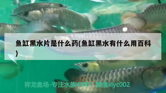 鱼缸黑水片是什么药(鱼缸黑水有什么用百科)