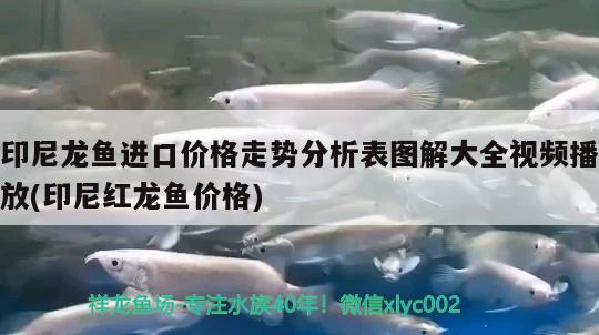 印尼龙鱼进口价格走势分析表图解大全视频播放(印尼红龙鱼价格)