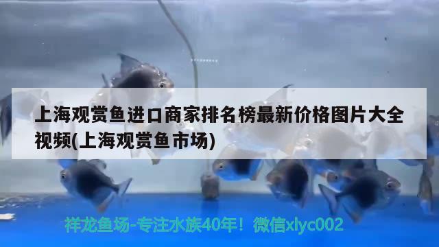 上海观赏鱼进口商家排名榜最新价格图片大全视频(上海观赏鱼市场) 观赏鱼进出口