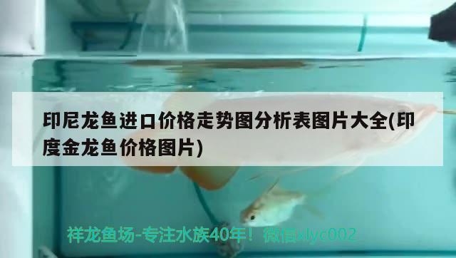 红龙鱼哪个品牌最好吃又便宜 红龙鱼最好的品种在哪里? 祥龙传奇品牌鱼缸