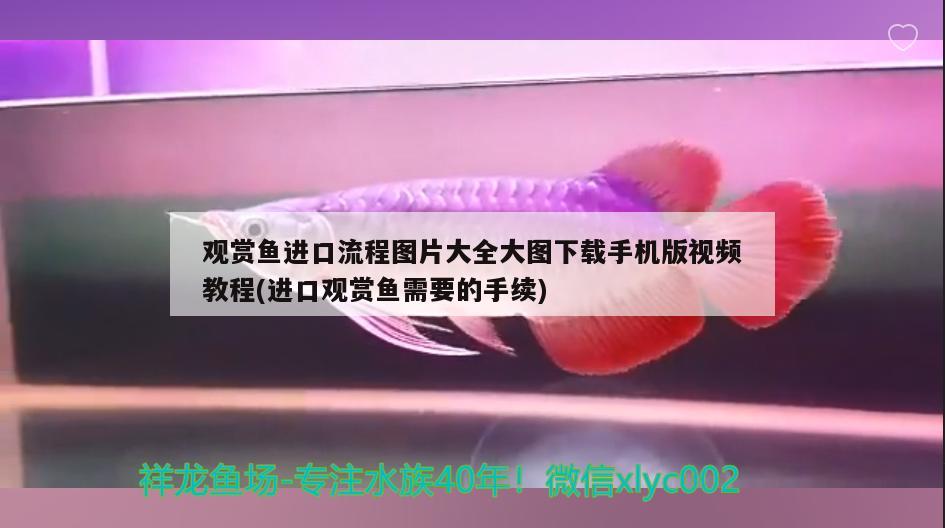 观赏鱼进口流程图片大全大图下载手机版视频教程(进口观赏鱼需要的手续) 观赏鱼进出口