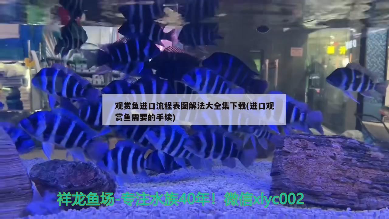 观赏鱼进口流程表图解法大全集下载(进口观赏鱼需要的手续)