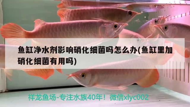 厦门市思明区琳西旺水族店 全国水族馆企业名录 第1张