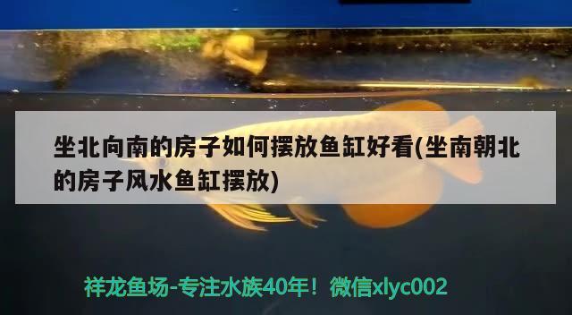 金龙鱼经销商售后服务标准是什么意思(金龙鱼厂家对经销商怎么样)