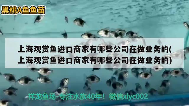 上海观赏鱼进口商家有哪些公司在做业务的(上海观赏鱼进口商家有哪些公司在做业务的) 观赏鱼进出口