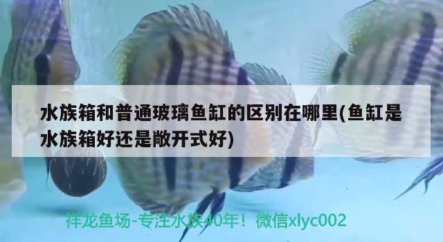 水族箱和普通玻璃鱼缸的区别在哪里(鱼缸是水族箱好还是敞开式好) 鱼缸/水族箱