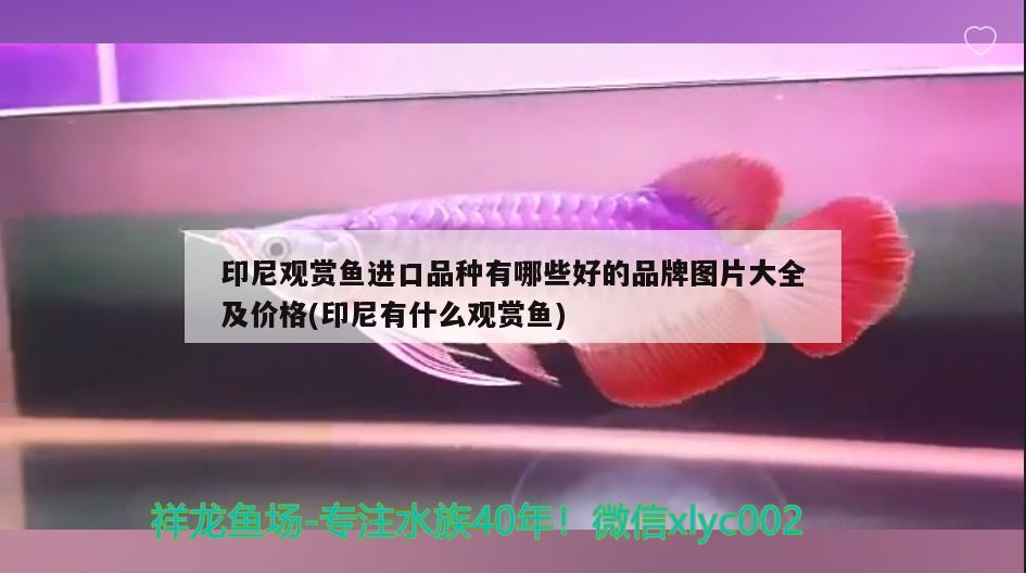 印尼观赏鱼进口品种有哪些好的品牌图片大全及价格(印尼有什么观赏鱼) 观赏鱼进出口