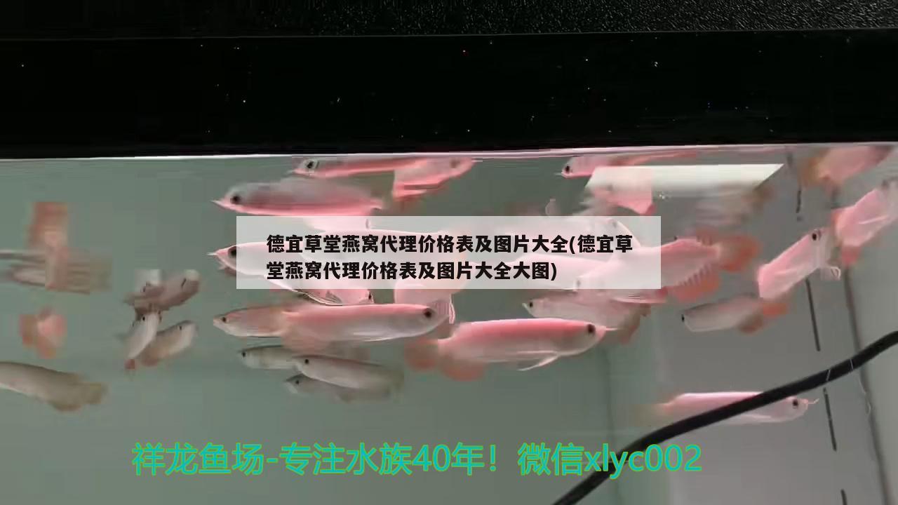 单色孔雀鱼有哪些（单色孔雀鱼品种大全）