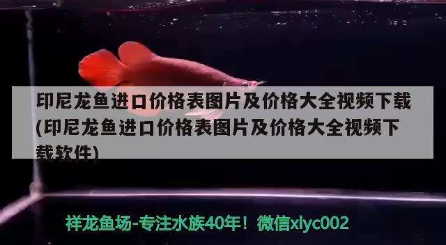 印尼龙鱼进口价格表图片及价格大全视频下载(印尼龙鱼进口价格表图片及价格大全视频下载软件) 观赏鱼进出口