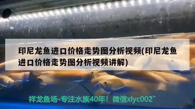 印尼龙鱼进口价格走势图分析视频(印尼龙鱼进口价格走势图分析视频讲解)