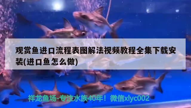 观赏鱼进口流程表图解法视频教程全集下载安装(进口鱼怎么做)