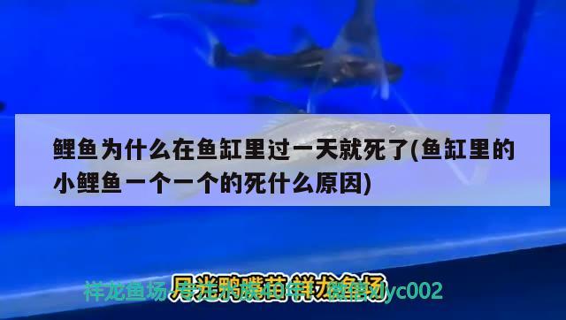 鲤鱼为什么在鱼缸里过一天就死了(鱼缸里的小鲤鱼一个一个的死什么原因) 鱼缸水质稳定剂