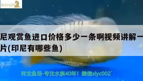 印尼观赏鱼进口价格多少一条啊视频讲解一下图片(印尼有哪些鱼) 观赏鱼进出口