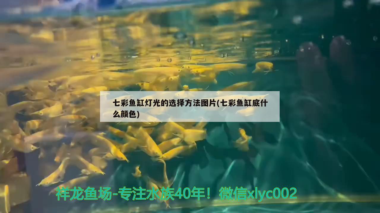 七彩鱼缸灯光的选择方法图片(七彩鱼缸底什么颜色)